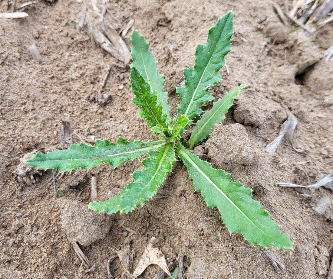 Canada thistle tiller.jpg